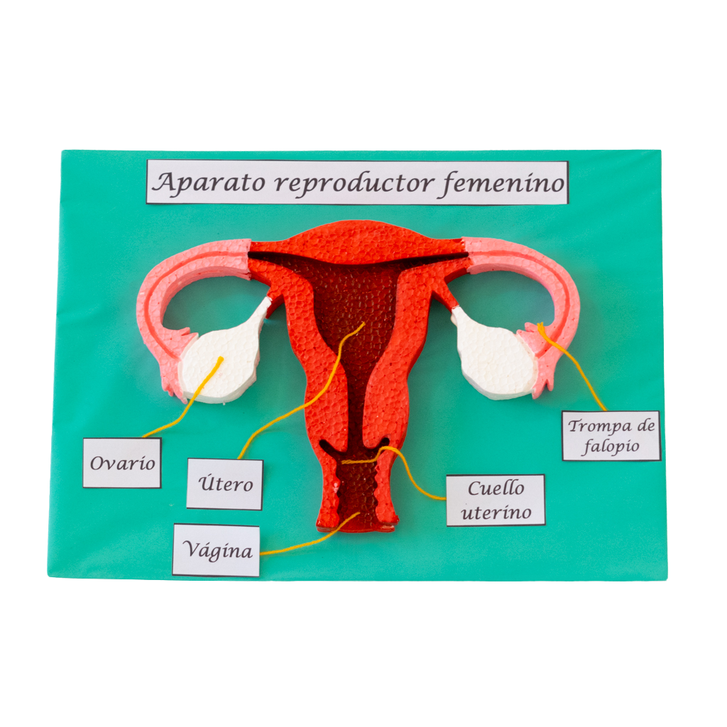 Aparato Reproductor Femenino – Maquetas-escolares